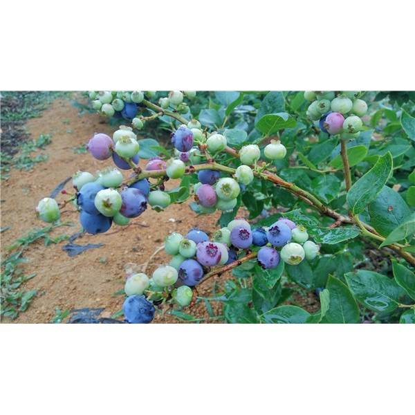 蓝莓苗-- 花卉苗木培育
