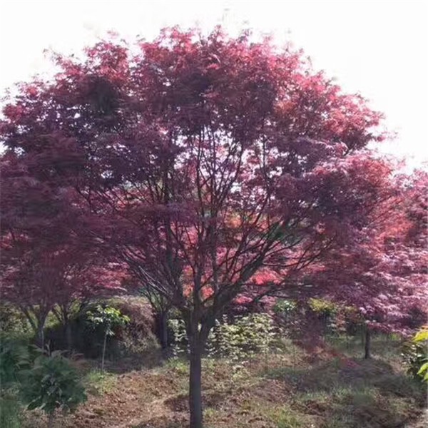 红枫-- 花卉苗木培育