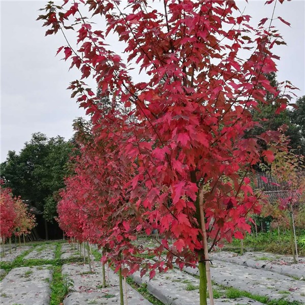 红冠红枫-- 新品种美国红枫基地
