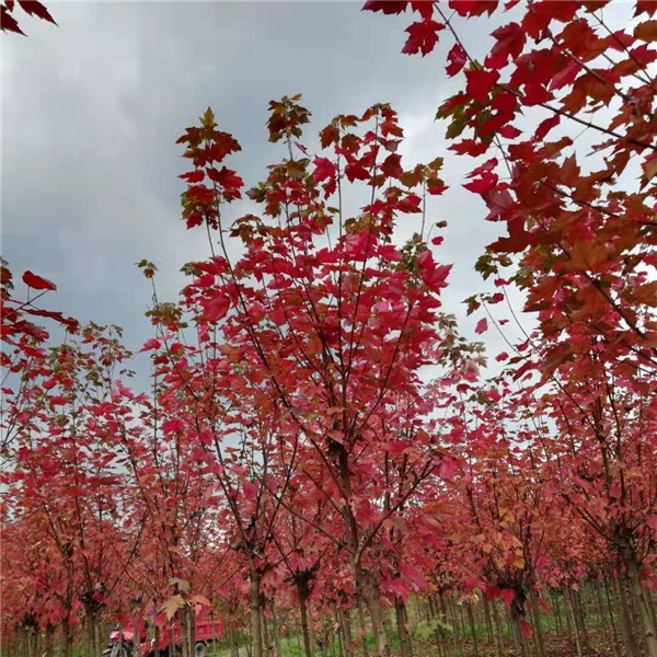 红冠红枫-- 新品种美国红枫基地
