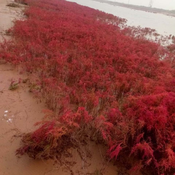 碱蓬基地-- 柽柳、碱蓬繁殖基地