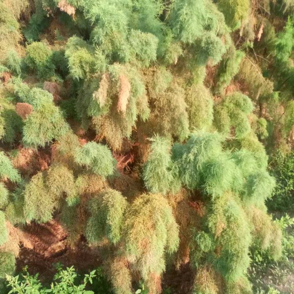 盐松柽柳-- 柽柳、碱蓬繁殖基地