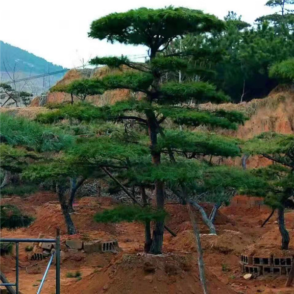 造型松-- 景观松基地