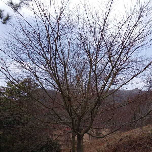 鸡爪槭-- 优质绿化苗木培育基地