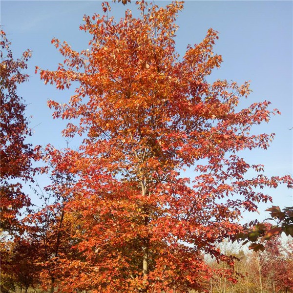 美国红枫-- 优质绿化苗木培育基地