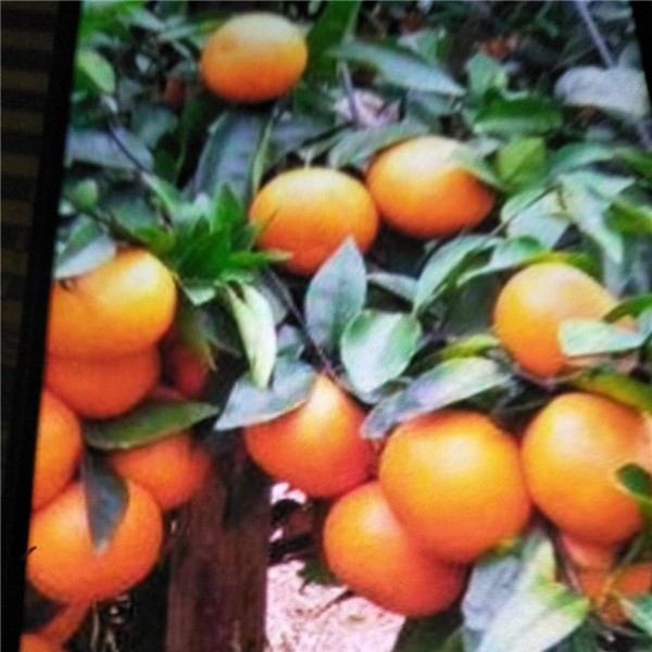 爱媛柑橘-- 荣泰苗木