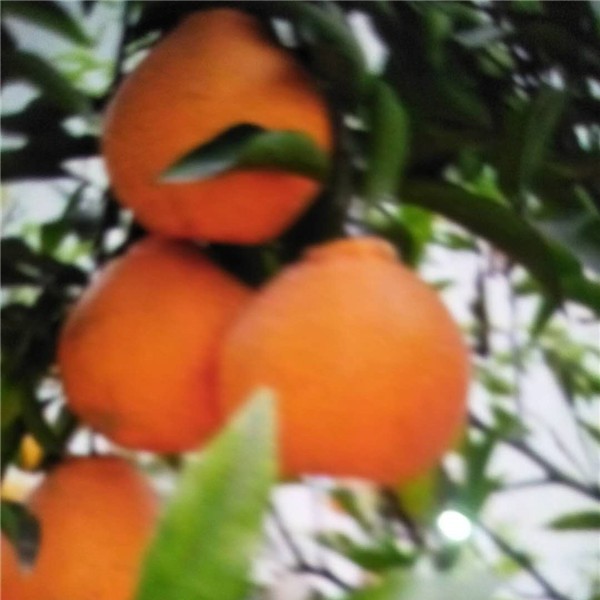 春见柑橘-- 荣泰苗木
