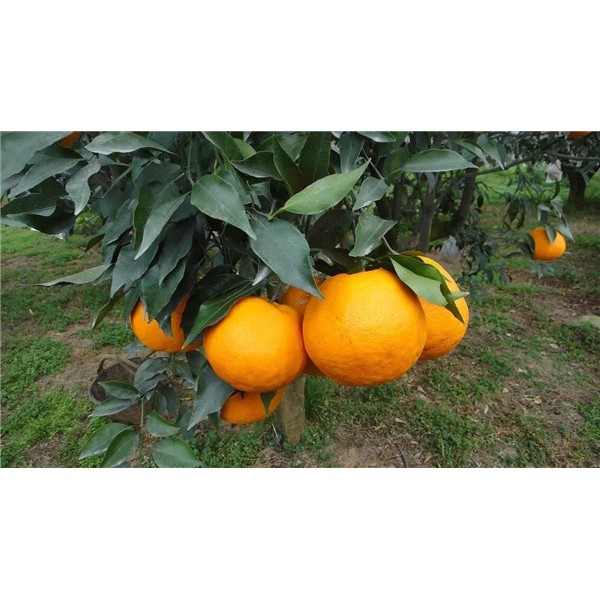 大雅柑橘-- 荣泰苗木