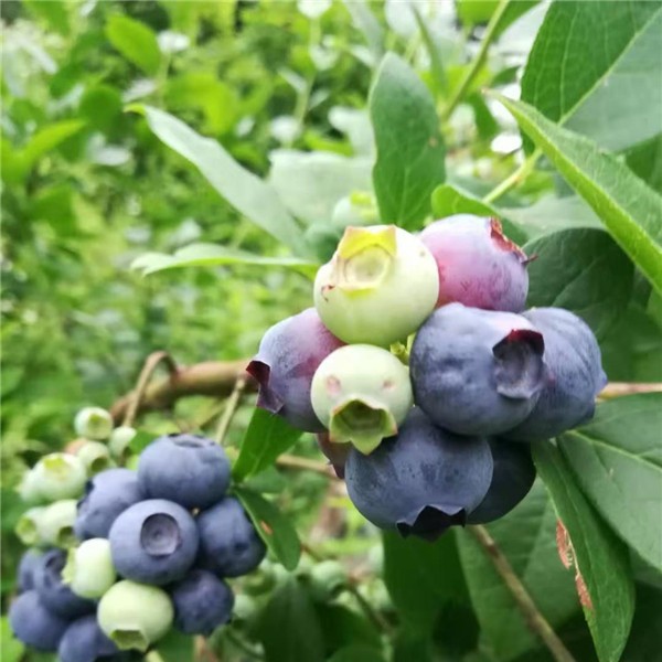蓝莓结果树批发价格 蓝莓结果树供应基地-- 白山市浑江区新特果树苗木基地