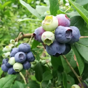 蓝莓结果树批发价格 蓝莓结果树供应基地