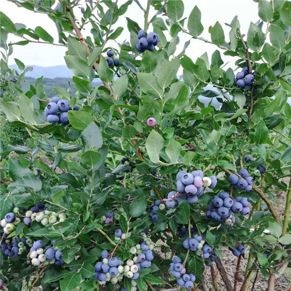 蓝莓结果树供应基地 蓝莓结果树批发价格-- 白山市浑江区新特果树苗木基地