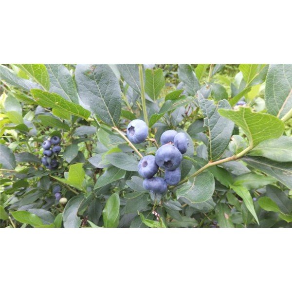 蓝莓苗批发价格 蓝莓苗供应基地-- 白山市浑江区新特果树苗木基地