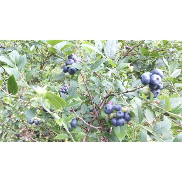 蓝莓苗供应基地 蓝莓苗批发价格-- 白山市浑江区新特果树苗木基地