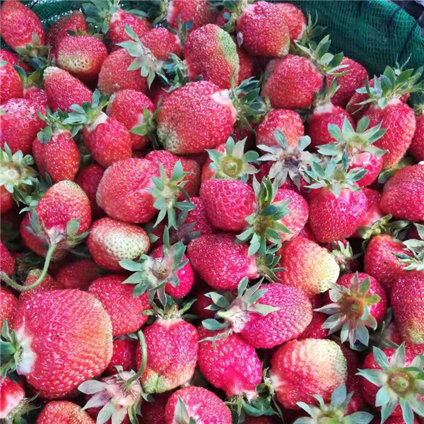 抗寒草莓苗供应基地 抗寒草莓苗批发价格-- 白山市浑江区新特果树苗木基地