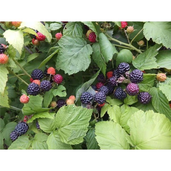 黑树莓苗木批发价格 黑树莓苗木供应基地-- 白山市浑江区新特果树苗木基地