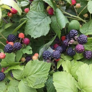 黑树莓苗木批发价格 黑树莓苗木供应基地