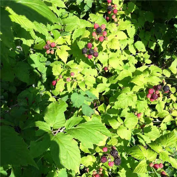 黑树莓苗木供应基地 黑树莓苗木批发价格-- 白山市浑江区新特果树苗木基地