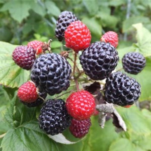 黑树莓苗批发价格 黑树莓苗供应基地