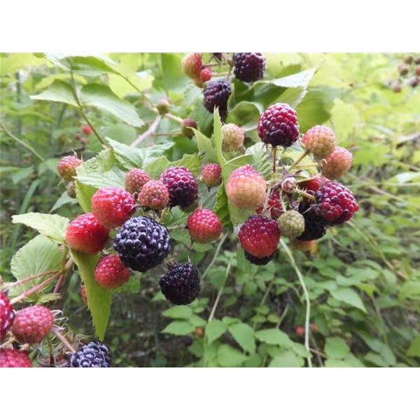 黑树莓苗供应基地 黑树莓苗批发价格-- 白山市浑江区新特果树苗木基地
