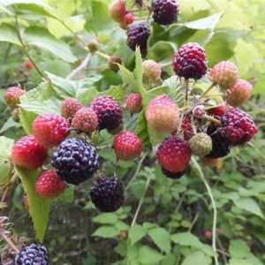 黑树莓苗供应基地 黑树莓苗批发价格