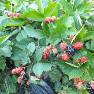 黑莓树苗批发价格 黑莓树苗供应基地
