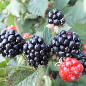 黑莓树苗供应基地 黑莓树苗批发价格