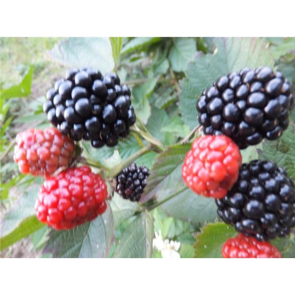 黑莓苗批发价格 黑莓苗供应基地-- 白山市浑江区新特果树苗木基地