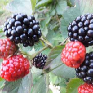 黑莓苗批发价格 黑莓苗供应基地