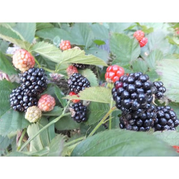 黑莓苗供应基地 黑莓苗批发价格-- 白山市浑江区新特果树苗木基地
