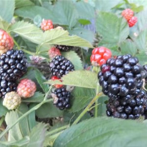 黑莓苗供应基地 黑莓苗批发价格