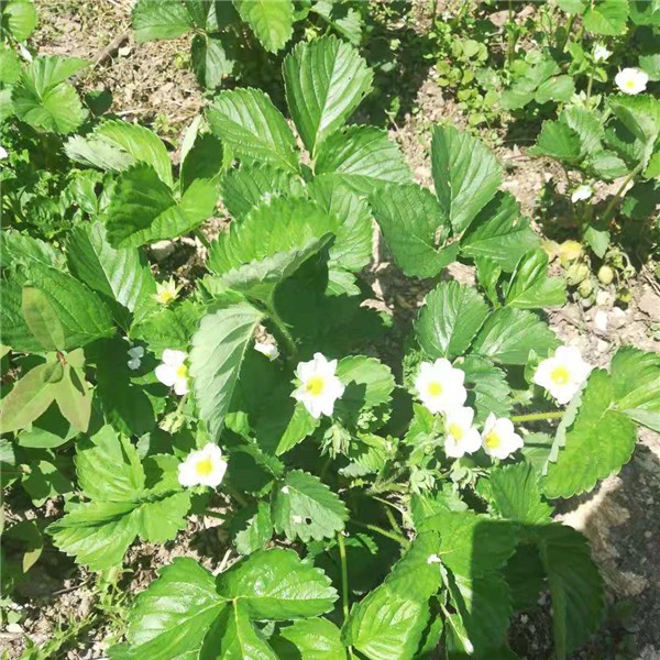 四季草莓苗批发价格 四季草莓苗供应基地-- 吉林省白山市新特果树苗木基地