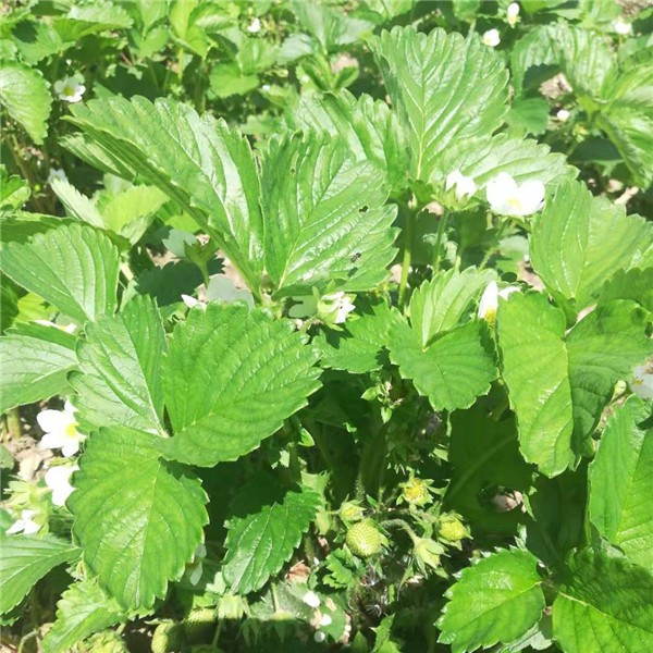 四季草莓苗供应基地 四季草莓苗批发价格-- 吉林省白山市新特果树苗木基地