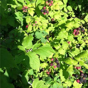 黑树莓苗木供应基地 黑树莓苗木批发价格