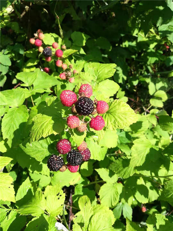黑树莓苗批发价格黑树莓苗供应基地 供应产品 吉林省白山市新特果树苗木基地