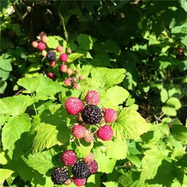 黑树莓苗批发价格 黑树莓苗供应基地-- 吉林省白山市新特果树苗木基地