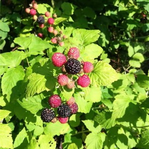 黑树莓苗批发价格 黑树莓苗供应基地