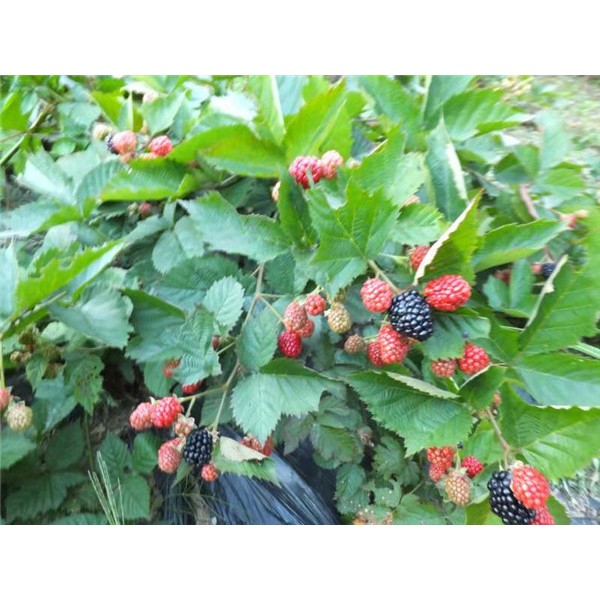 黑莓树苗批发价格 黑莓树苗供应基地-- 吉林省白山市新特果树苗木基地