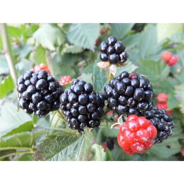 黑莓树苗供应基地 黑莓树苗批发价格-- 吉林省白山市新特果树苗木基地