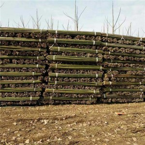 园林树木支撑竹竿供应厂家 园林树木支撑竹竿批发价格