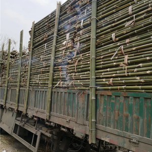 绿化支撑竹杆供应厂家 绿化支撑竹杆批发价格