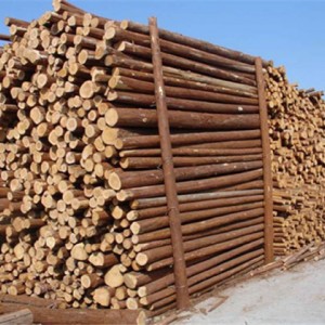 绿化杉木植树杆批发价格 绿化杉木植树杆供应厂家