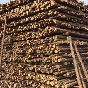 园林植树杉木杆批发价格 园林植树杉木杆供应厂家