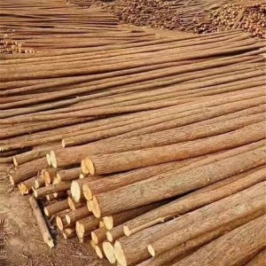 绿化杉木杆供应厂家 绿化杉木杆批发价格