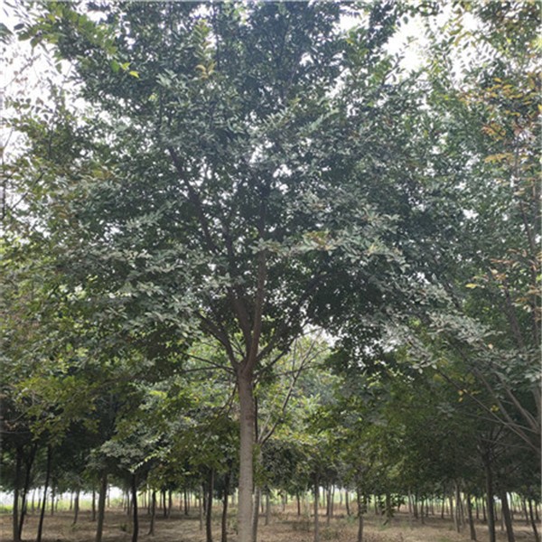 朴树8-14公分-- 园林景观设计