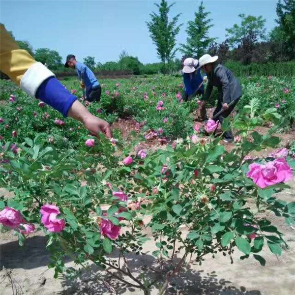 四季玫瑰苗种植基地 四季玫瑰苗批发价格-- 西安嘉誉苗圃