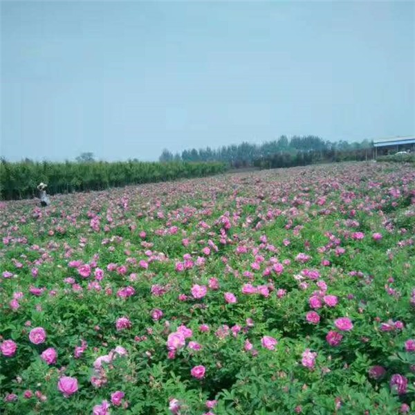 四季玫瑰批发价格 四季玫瑰种植基地-- 西安嘉誉苗圃