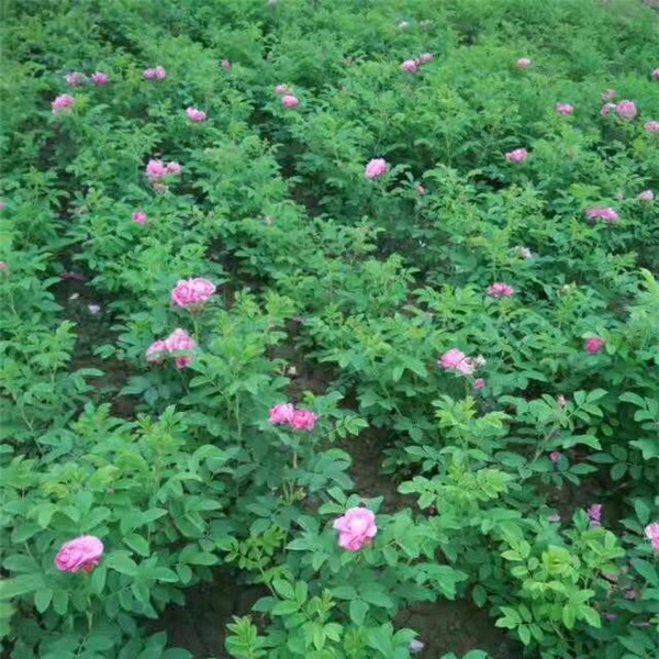 四季玫瑰种植基地 四季玫瑰批发价格-- 西安嘉誉苗圃