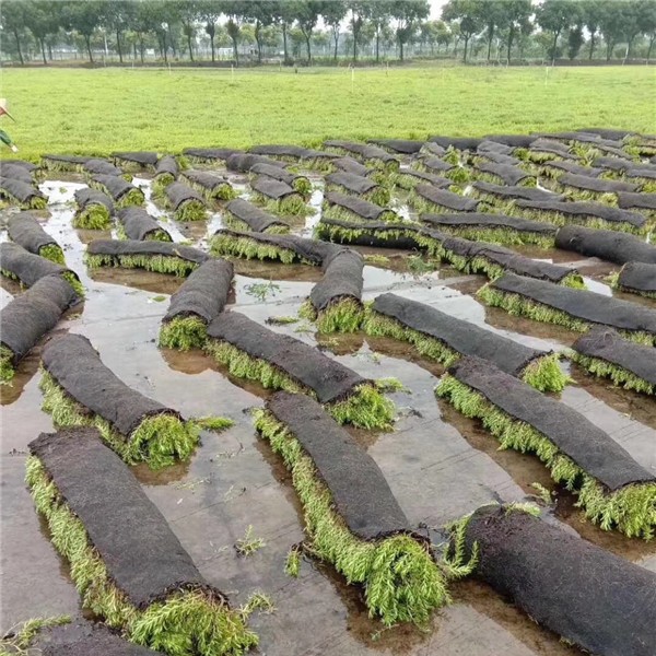 佛甲草草坪-- 中华结缕草供应基地