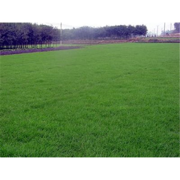 马尼拉草坪-- 中华结缕草供应基地