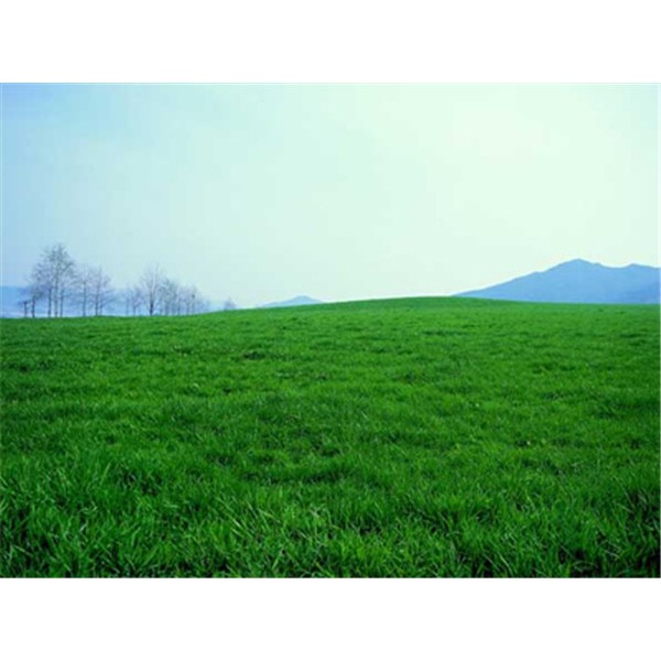 沙培果岭草-- 中华结缕草供应基地